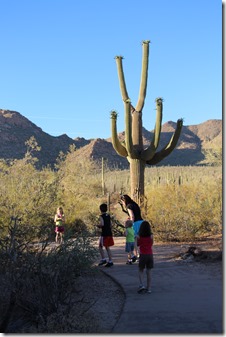 Saguaro Cacti are Big